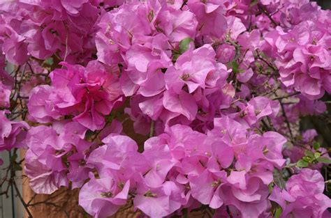 Bougainvillea: A Natural Wonder on the Big Screen