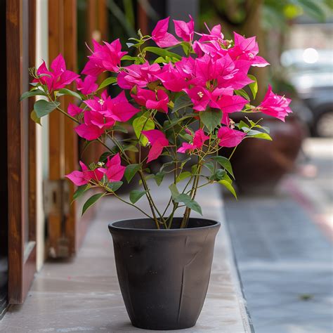 Bougainvillea: The Ultimate Guide to Growing and Enjoying This Vibrant Flower