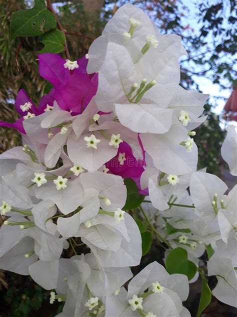 Bougainvillea: The Unending Bloom of Bougainvillea