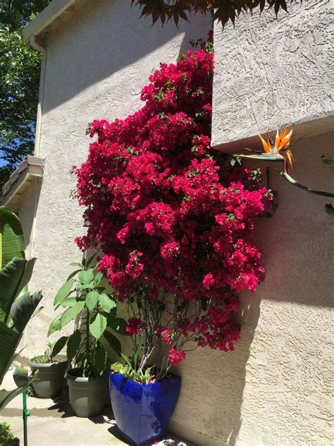 Bougainvillea Care Fertilizer: 10 Ultimate Tips for Vibrant Blooms