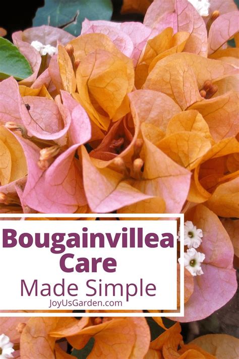 Bougainvillea Care Fertilizer: The Ultimate Guide