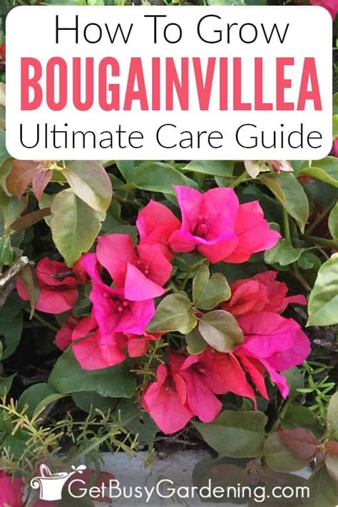 Bougainvillea Care Fertilizer: The Ultimate Guide to 3-6-3 Feeding