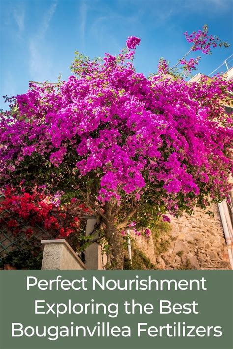 Bougainvillea Fertilizer: A Comprehensive Guide