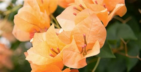 Bougainvillea Fertilizer 101: A Comprehensive Guide