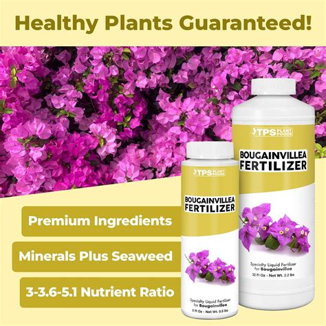 Bougainvillea Fertilizer 2023: 8 Must-Know Facts