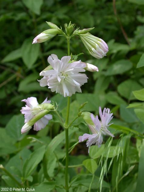 Bouncing Bet: A Guide to the Resilient and Delightful Wildflower