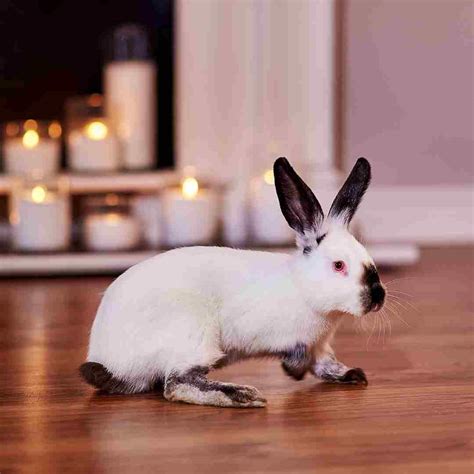 Boundupbunnie: A Comprehensive Guide to a Unique and Enchanting Rabbit Breed