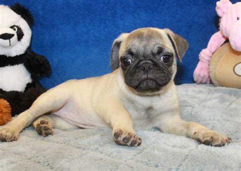 Box A Pug Puppies for Sale: Your Complete Guide to Joyful Companionship