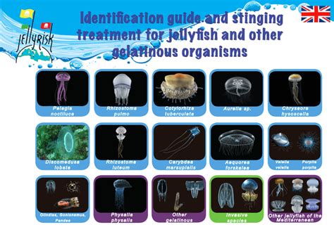 Box Jellyfish in Singapore: A Comprehensive Guide to Identification, Risks, and Precautions