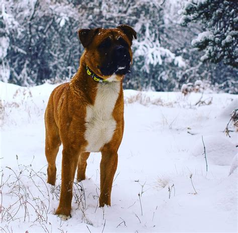 Boxer Akita Mix: A Headstrong Companion with a Unique Charm