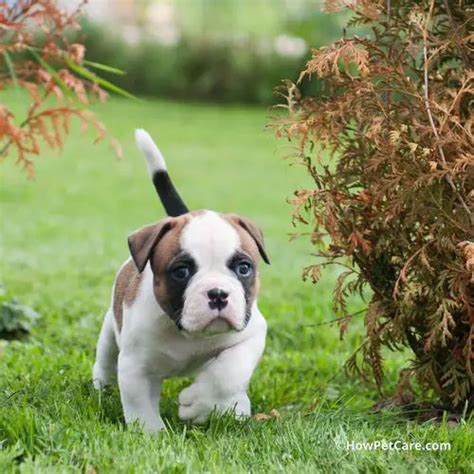 Boxer American Bulldog Puppy: The Ultimate Guide to Owning a Loyal and Affectionate Companion