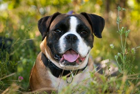 Boxer Dog Price in Chennai: A Comprehensive Guide