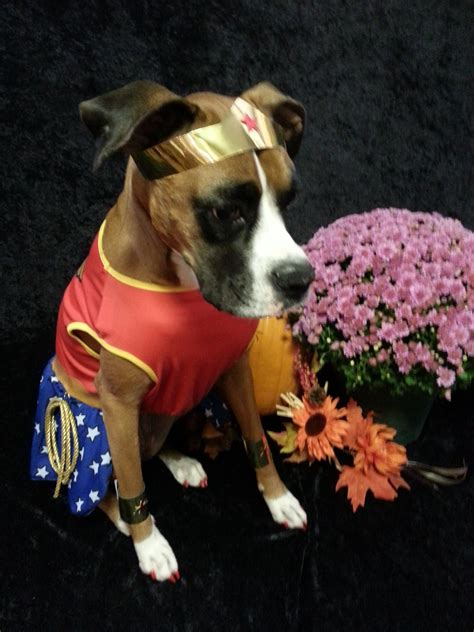 Boxer Halloween Costume: Unleash Your Inner Canine