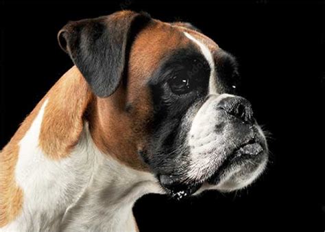 Boxer care and behavior