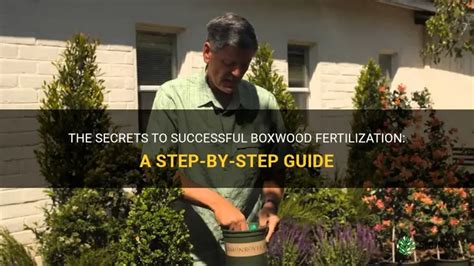 Boxwood Fertilization Frequency and Timing