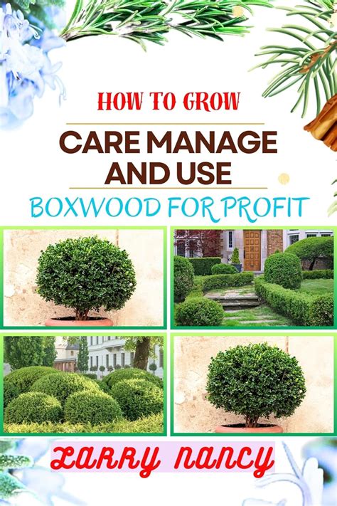 Boxwood Fertilizer: A Comprehensive Guide to Nurturing Your Green Beauties