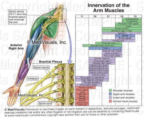 Brachial Plexus Innervation Chart