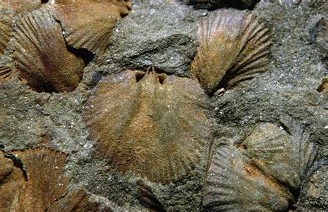 Brachiopods: