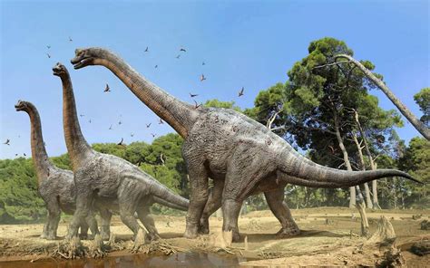 Brachiosaurus and Other Long-Necked Herbivores (Dinosaurs!) Reader