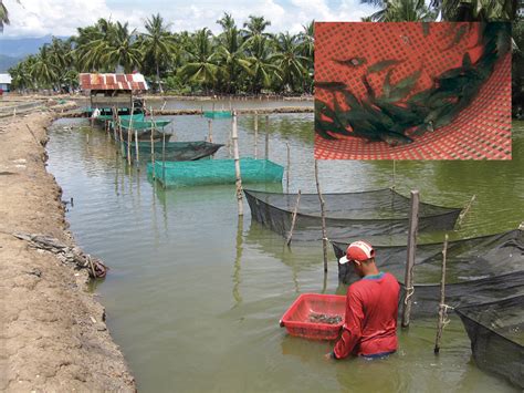 Brackish Water Prawn Culture Doc