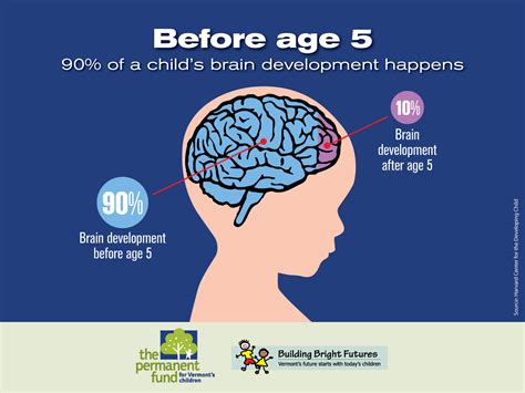 Brain Development: