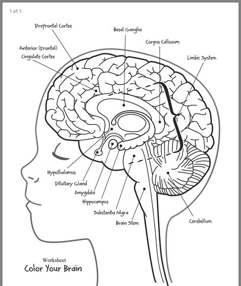 Brain Labeling Worksheet With Answers Reader