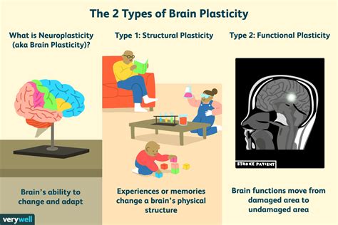 Brain Plasticity Reader