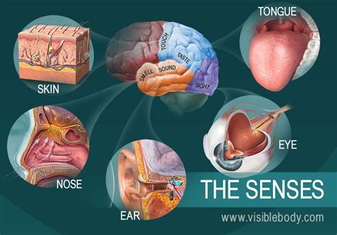 Brain Sense: The Science of the Senses and How We Process the World Around Us Reader