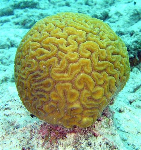 Brain coral: