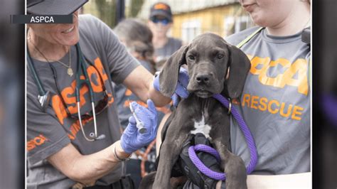 Brandywine SPCA West Chester PA: 10,000 Animals Rescued and Counting