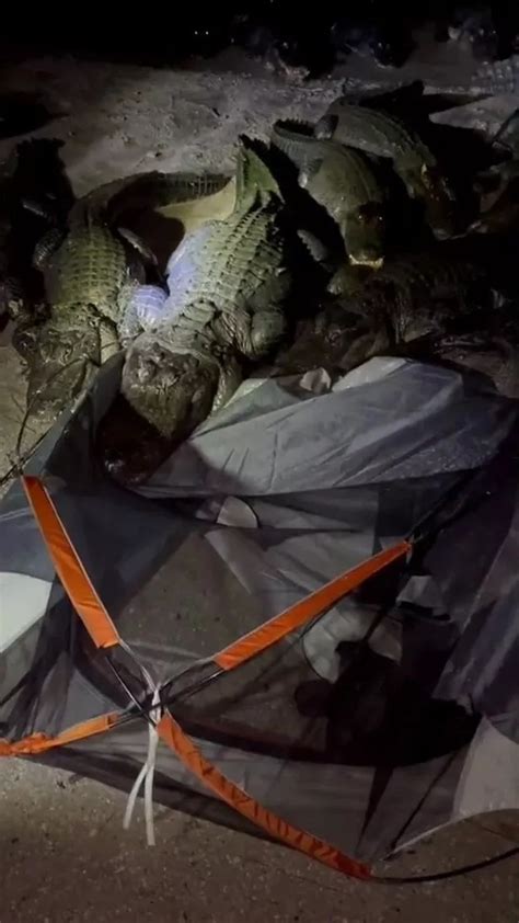 Brave Campers Defy the Odds: Escaping the Threat of Alligators Outside Their Tent