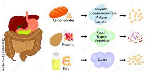 Breaking down food and producing enzymes that help to absorb nutrients