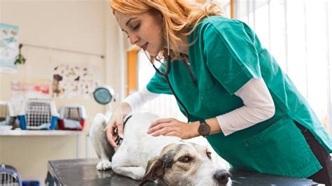 Breaking into the Animal Care Industry: A Comprehensive Guide to Vet Tech Jobs in Singapore