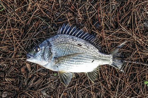 Bream Fishing: A Comprehensive Guide to Catching the Silver Dollar Fish