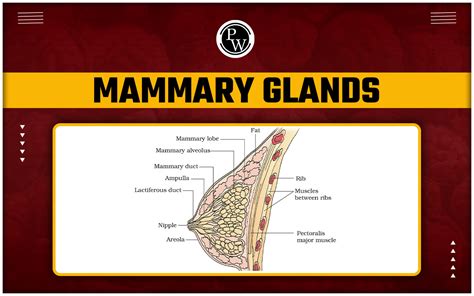 Breast Anatomy: Structure and Function