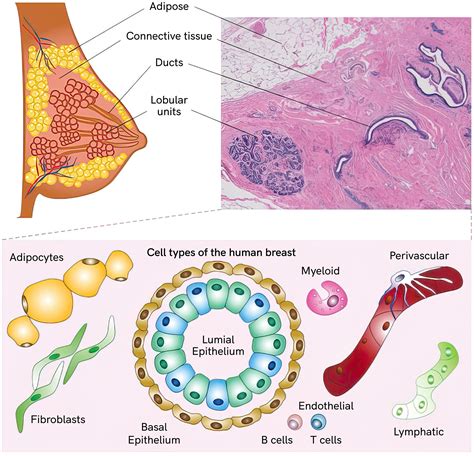 Breast Tissue: