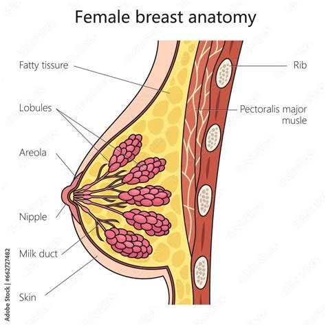 Breasts: A Vital Part of Feminine Identity