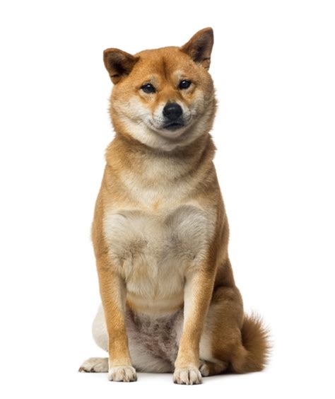 Breed Overview: The Enchanting Shiba Inu