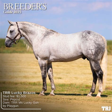 Breeder's Fee: