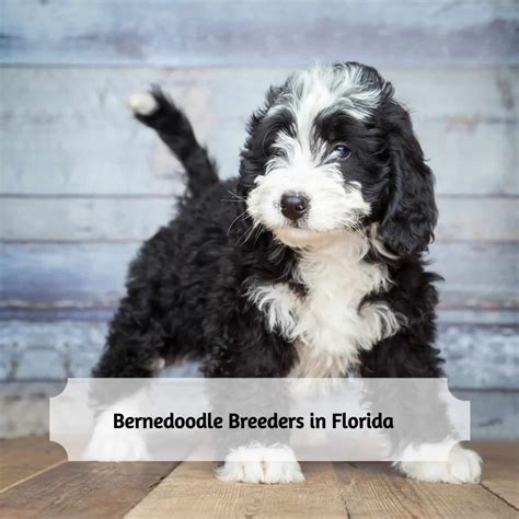 Breeds Available in Florida