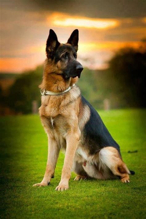 Breeds That Resemble the Majestic German Shepherd: An In-Depth Exploration