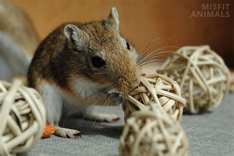 Breeds of Gerbils