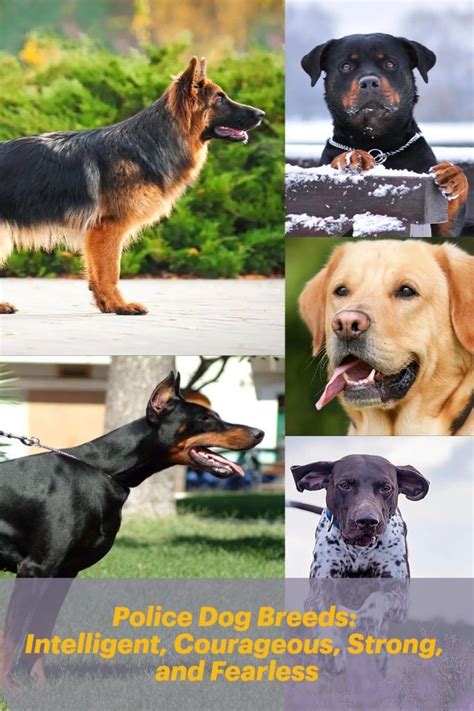 Breeds of Police Dogs: A Legacy of Canine Courage