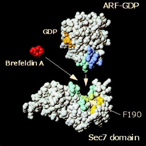 Brefeldin A: Revolutionizing Cell Biology and Beyond