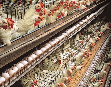 Brekelmans: A Leading Global Producer of Poultry Equipment