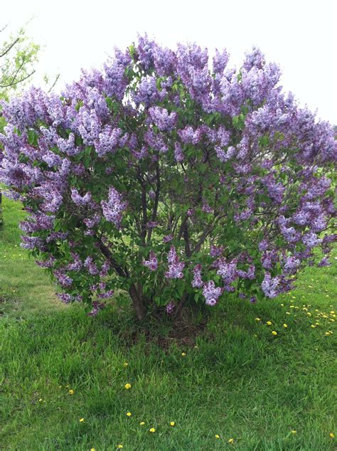 Brenna Lilac: The Ultimate Guide to a Fragrant and Resilient Landscape