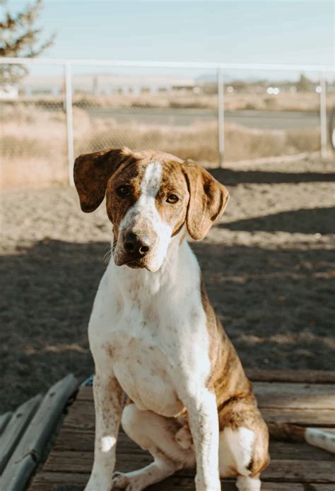 BrightSide Animal Shelter Redmond Oregon: Saving Animals from Pain to Purpose