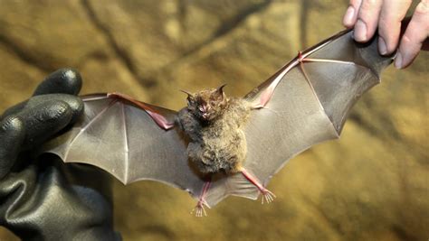 Brillenblattnasen: Die faszinierenden Fledermäuse mit der einzigartigen Nasenform