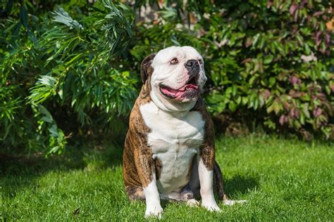 Brindle American Bulldogs: A Historical Perspective