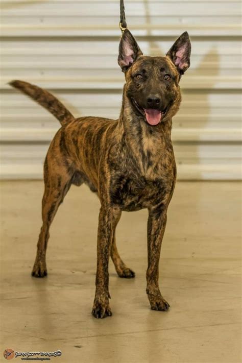 Brindle Malinois